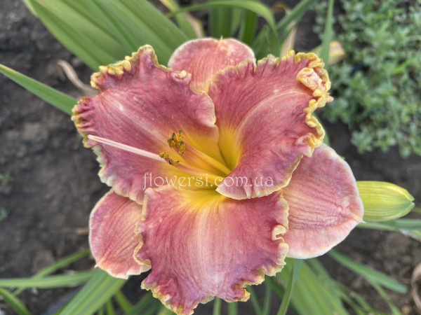 Сеянец  №12 (Сіянець Г.Витiвськой)