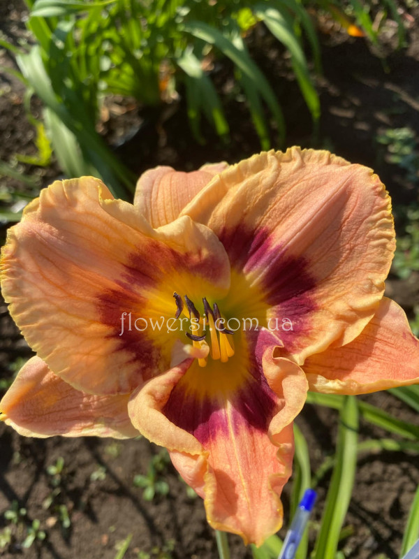 Сеянець №13.