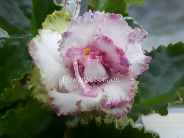  Фиалка ЛФ-Мармелад 