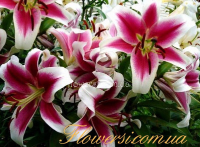 Лілія OT-Гібрид Гігант Candy Club (Кенді Клаб)