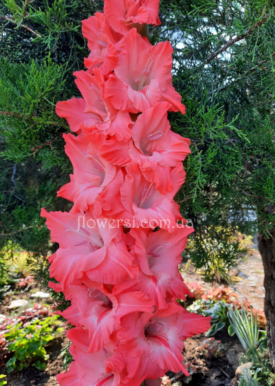 Гладiолус Рожевий ешелон 