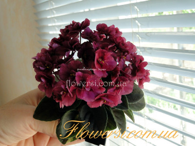 Фиалка Jolly Wow (H. Pittman) 