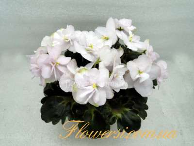 Фиалка  БР-Афина (С.Буркацкий) мини