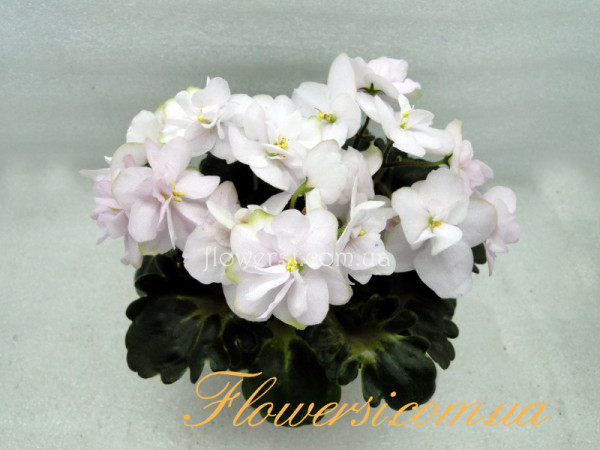 Фиалка  БР-Афина (С.Буркацкий) мини