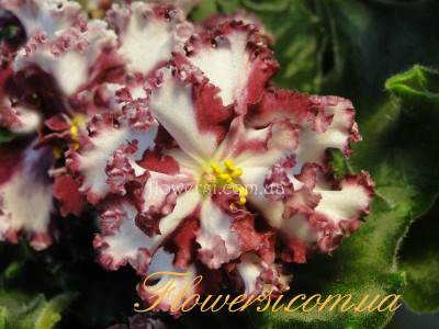 Фиалка ND-Кэти  (химера)