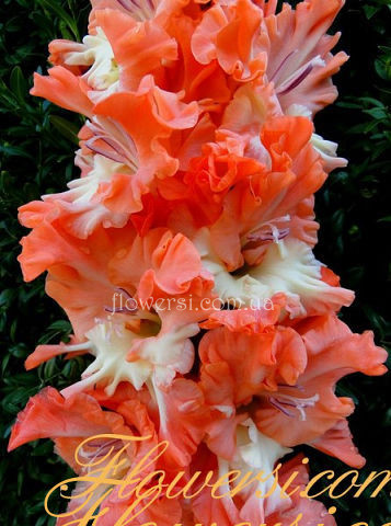 Гладiолус Алла Ларіонова