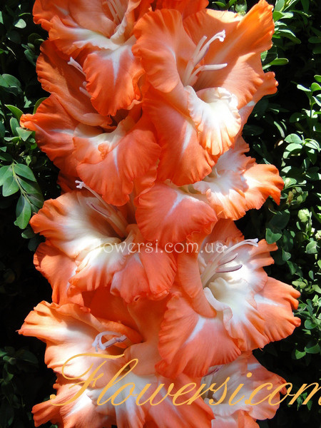 Гладiолус  Сіяніе Зорі