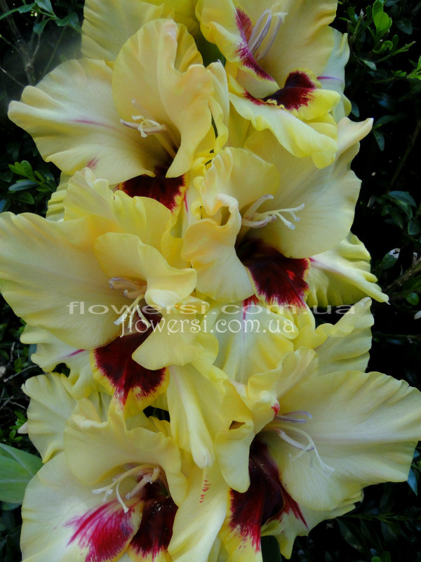 Гладiолус  Контраст 