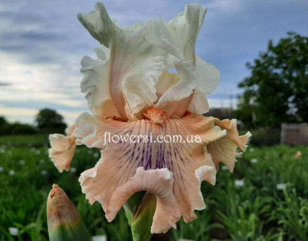  Ирис Эскэйп Фром Бордом (Escape From Boredom)  