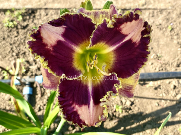 Лілейник сіянець Ш-7 