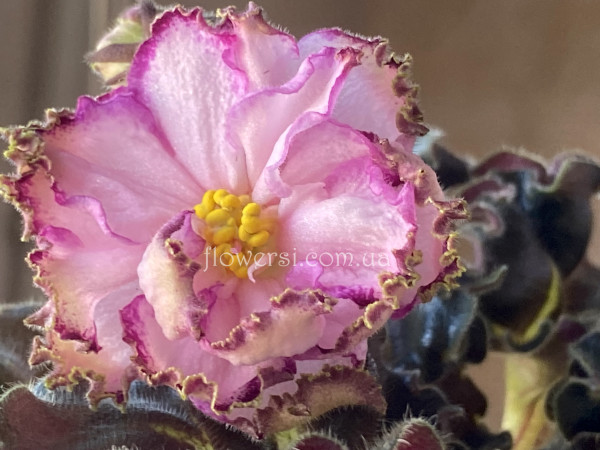  Фіалка ЛЕ-Пряная Корица