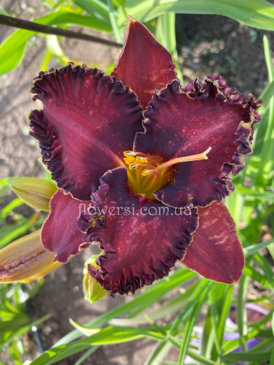 Сеянець №16