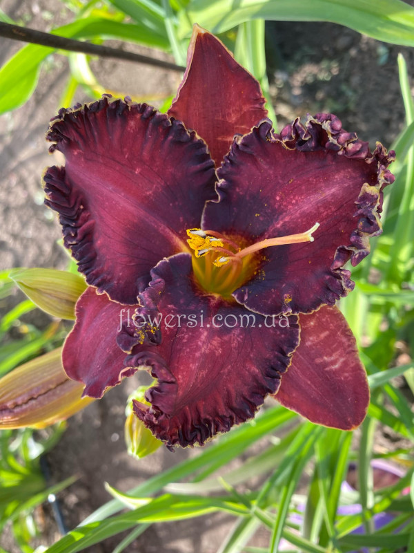 Сеянець №16