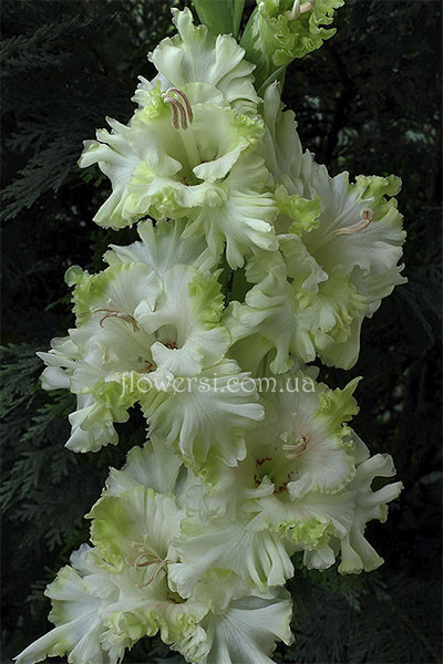  Гладiлус Зелений Мiраж 