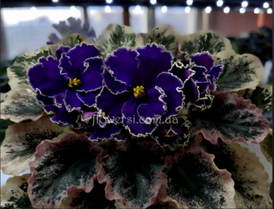 Фиалка ЛЕ-Сергей 