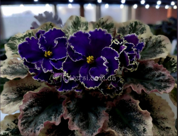 Фиалка ЛЕ-Сергей 