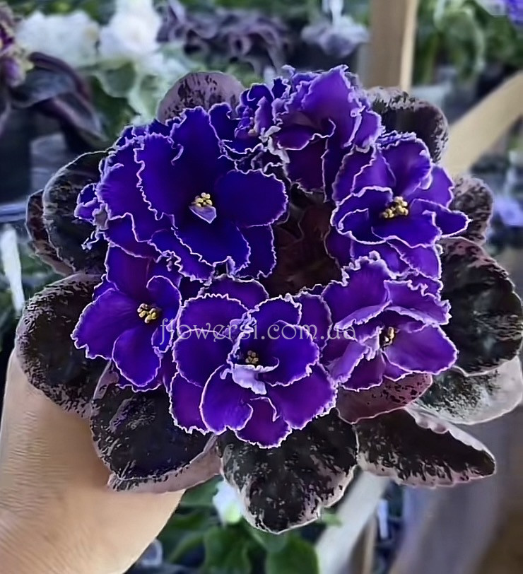 Фиалка ЛЕ-Сергей 