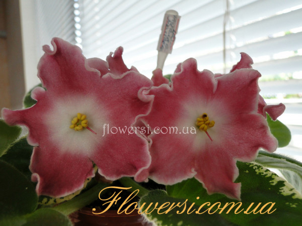 Фиалка НД-Наталка-Полтавка