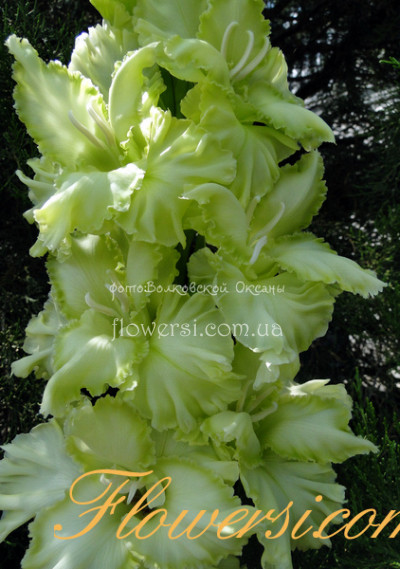 Гладiолус р. Сказка  