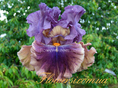  Ирис Флай Ёр Калэс (Fly Your Colors) 