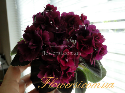 Фиалка Jolly Fireball (H.Pittman)