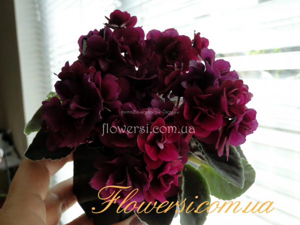 Фиалка Jolly Fireball (H.Pittman)