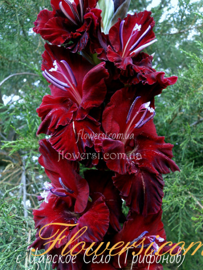Гладiолус Царське Село 