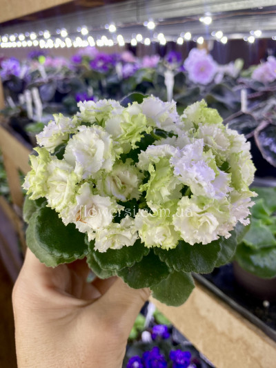 Фіалка Irish Flirt  (LLG/Sorano) Полумини.