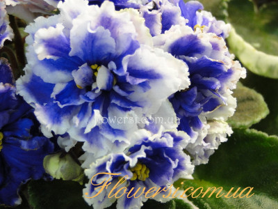 Фиалка ЕК-Синеглазый Король