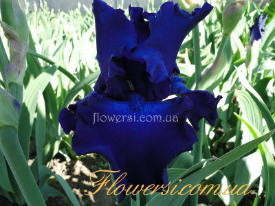 Ирис Дэвилс Лэйк -Devil's Lake 