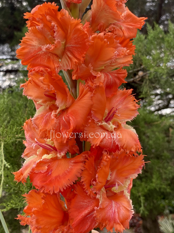 Гладiолус Рожденiе души