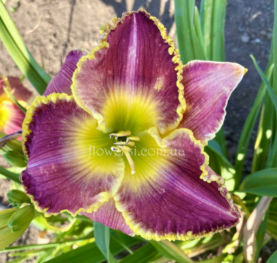 Лілейник сіянець В-4