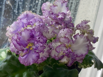 Фіалка АВ-Пенная Вечеринка