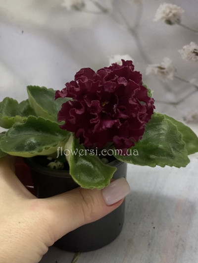 Фіалка ВаТ-Балморал