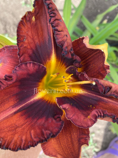 Сеянець №49