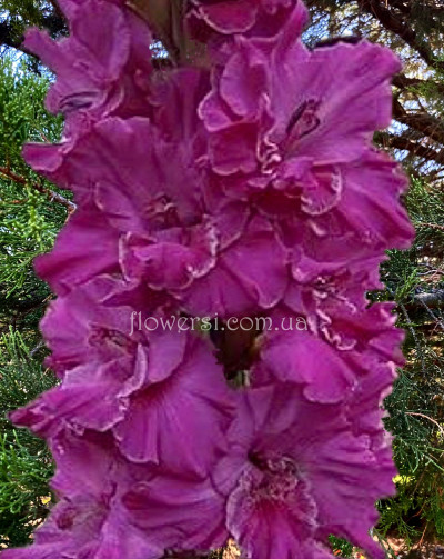 гладіолус Олександріт 