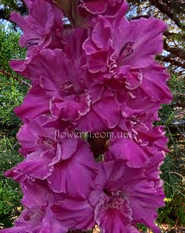 гладіолус Олександріт 