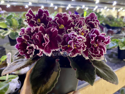 Фиалка ЕК-Розы в Снегу