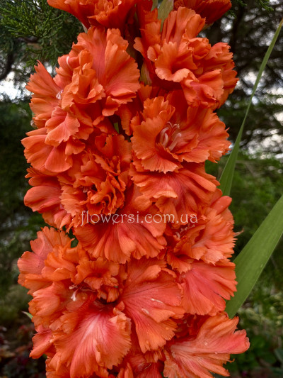 Гладiолус Мечта Селекціонера