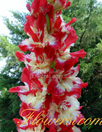 Гладiолус Фенсі Бьюті 