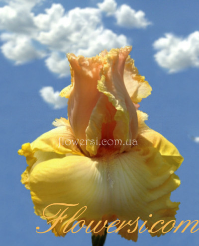 Ирис Джаст а Кисс Эвей  (Just a Kiss Away)