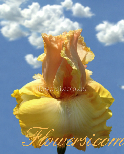 Ирис Джаст а Кисс Эвей  (Just a Kiss Away)