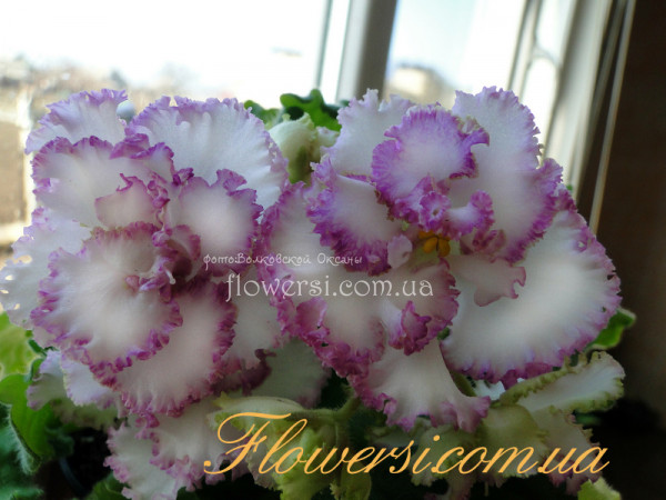 Фиалка ЛЕ-Винтаж 