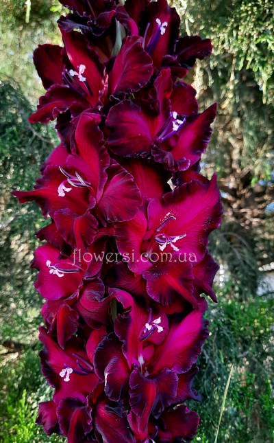 Гладiолус П'яна Вишня 