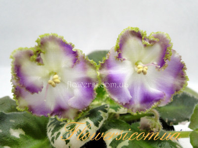 Фиалка Н-Капризуля (Н. Бердникова) Полумини.