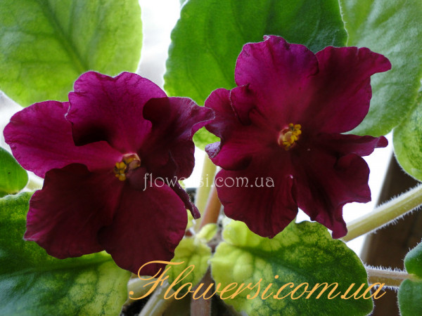 Фиалка ЕК-Бой Быков (Голд)