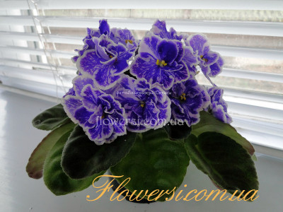 Фиалка  Perfect Harmony  LLG  