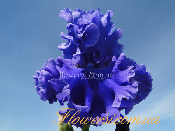 Ирис Си Пауэр (Sea Power) 