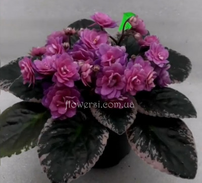 Фиалка Cajun's Hot Expectations (B.Thibodeaux)