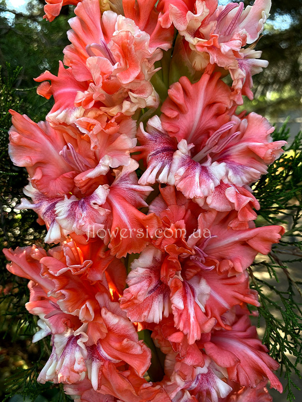 Гладiолус Амфітеатр 